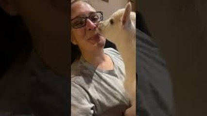 Tiny Goat Kisses Owner