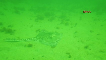 İSTANBUL ? TBMM MÜSİLAJ ARAŞTIRMA KOMİSYONU ÜYELERİ BÜYÜKADA'DA DALIŞ YAPTI