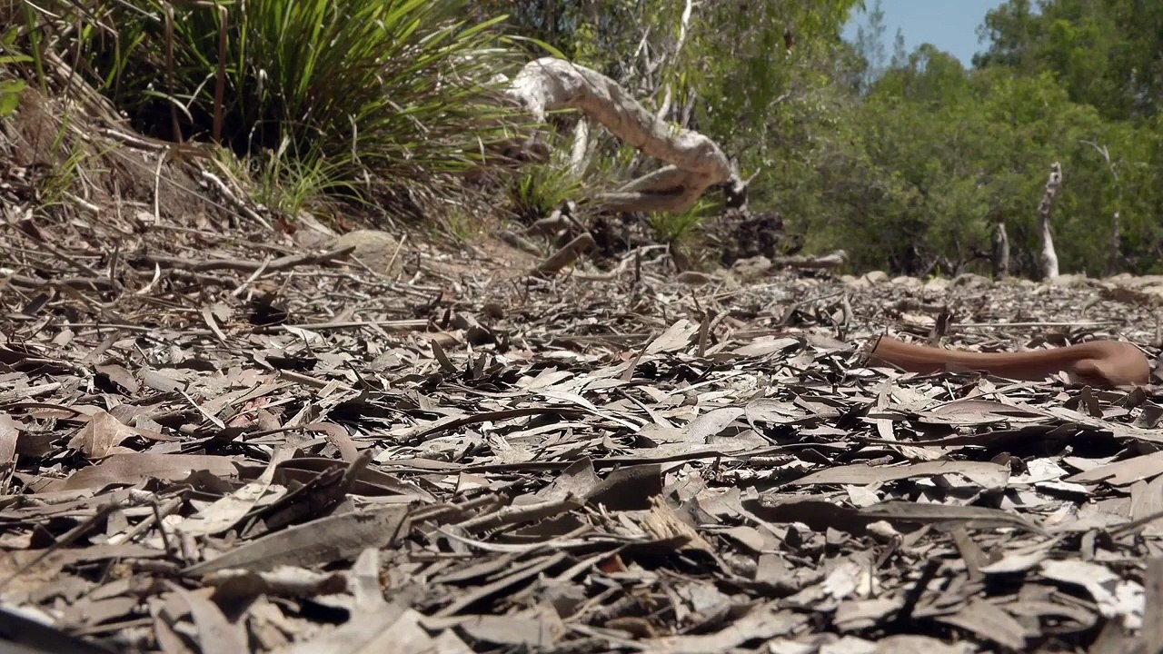 Deadly Killer Snakes Video Clips