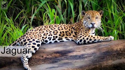 Top 10 animals in danger of extinction