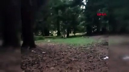 Ormanda karşılaştığı ayı ile selfie çekti