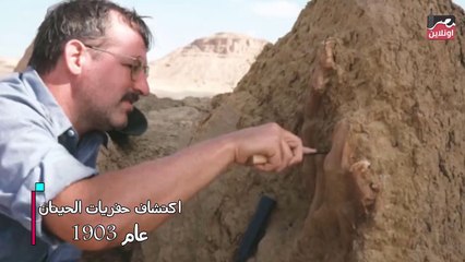 وادي الحيتان بالفيوم .. رحلة في قلب السماء وحيتان من ملايين السنين