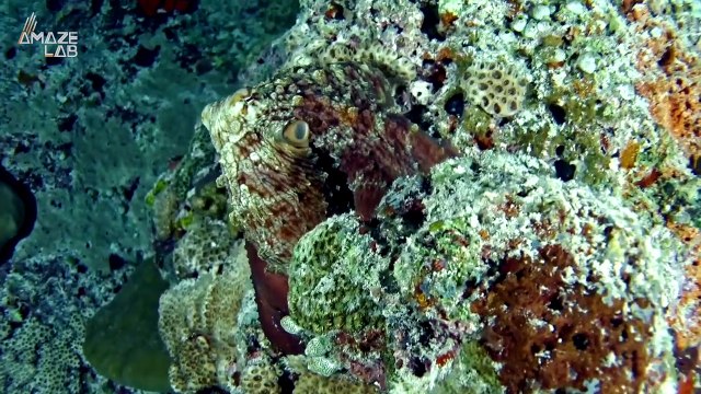 Lady Octopuses ‘Throw’ Objects at Overbearing Males Underwater