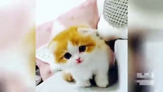 Funny cats compilation #001 (Try not to laugh)