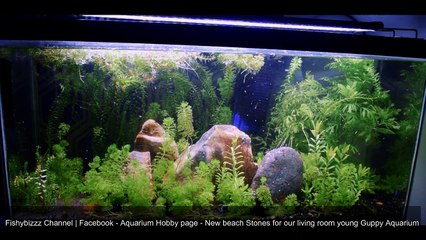 New Rocks for relaxing Aquarium aquascaping