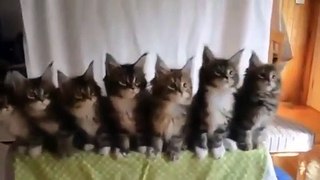 Funny Cats Compilation #1