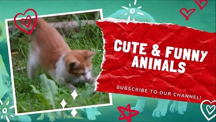 Funny Cats Compilation, May 2021    Cute and Funny Animals