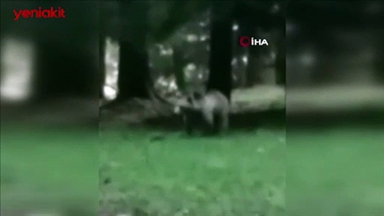 Ormanda karşılaştığı ayı ile çektiği görüntüler sosyal medyayı salladı!