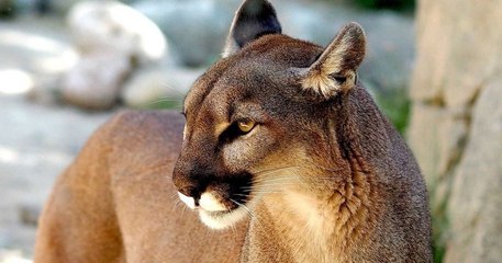 Une mère de famille s'est battue à mains nues contre un puma, qui attaquait son fils âgé de 5 ans