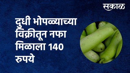 Amravati | दुधी भोपळ्याच्या विक्रीतून नफा मिळाला १४० रुपये |Bottle gourd | farmer | Sakal Media