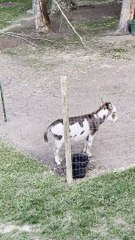Neighborhood Donkey Makes Excellent Alarm Clock