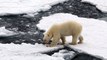 El rompehielos ruso que intenta no perturbar a los osos polares en el Ártico