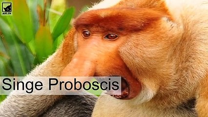 Les animaux les plus laide de la planète