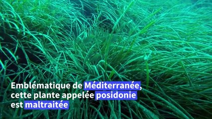 En Corse, des bouées pour yachts pour préserver les posidonies