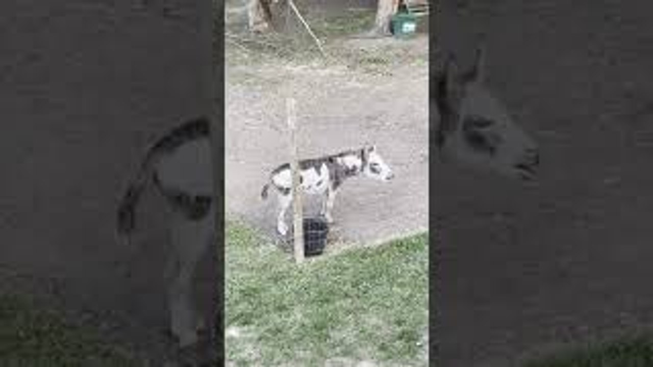 Neighborhood Donkey Makes Excellent Alarm Clock