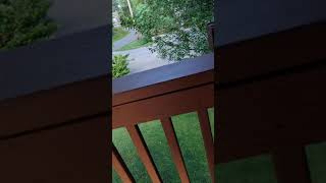 Bear Steals Daughter's Backpack