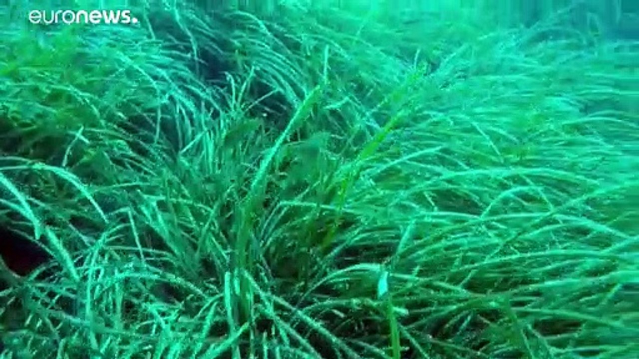 En Corse, un nouveau type de bouée pour protéger les fonds marins des ancres des bateaux
