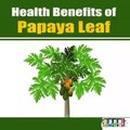 Health Benefits of Papaya Leaf.