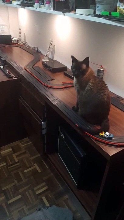 Slot Car Cat