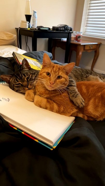 Two Cute Cats Cuddle
