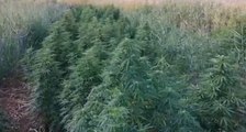 Lesina (FG) - Sequestrate 300 piante di marijuana (31.08.21)