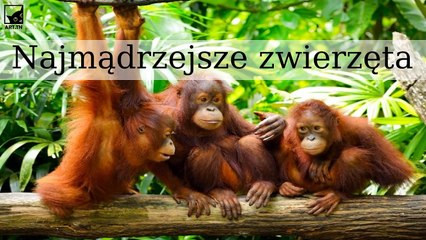 6 najmądrzejszych zwierząt na świecie