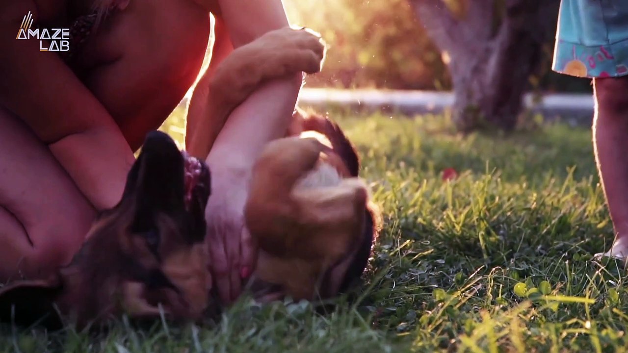 This One Thing Dogs Do Makes Them Very Similar...