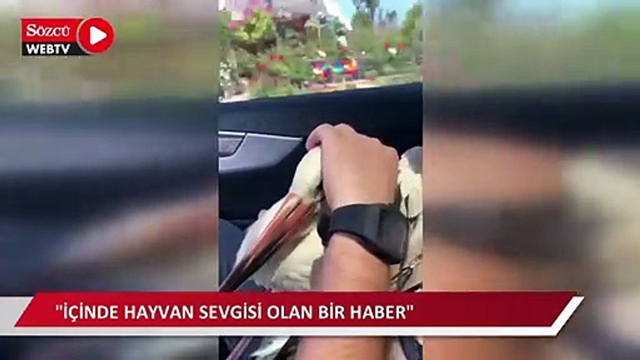 Arsasında bulduğu yaralı leyleği kurtardı