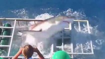 Un grand requin blanc réussit à entrer dans la cage d'un plongeur qui l'observait !