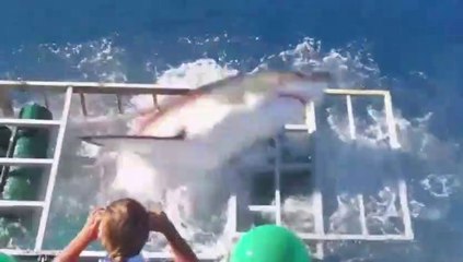 Un grand requin blanc réussit à entrer dans la cage d'un plongeur qui l'observait !