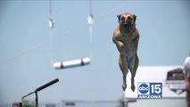 Check out the Incredible Dog Challenge by Purina Pro Plan