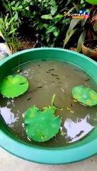 বাড়িতে পদ্ম চাষে গাপ্পি মাছ? এ মাছেরা বাচ্চা দেয়? Grow Lotus with Guppy Fish Avoid Dengue