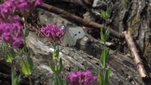 Colonies of Rare Butterfly Discovered in Alabama by Chance