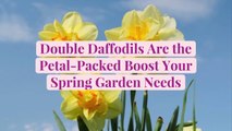 Double Daffodils Are the Petal-Packed Boost Your Spring Garden Needs