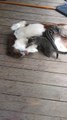 Dog Nurses Kittens While Cuddling With Them