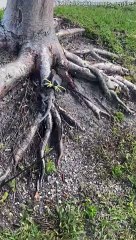 Walking a Small Dilophosaurus on Leash