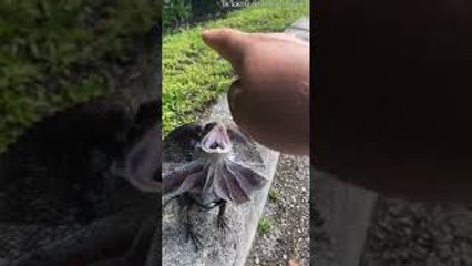 Walking a Small Dilophosaurus on Leash