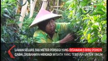 Harga Anjlok Petani Kediri Buka Wisata Petik Cabai