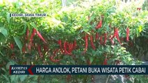 Harga Anjlok, Petani Buka Wisata Petik Cabai Untuk Mengurangi Kerugian