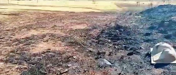 Seringas descartadas no Parque Urbano do Recanto das Emas