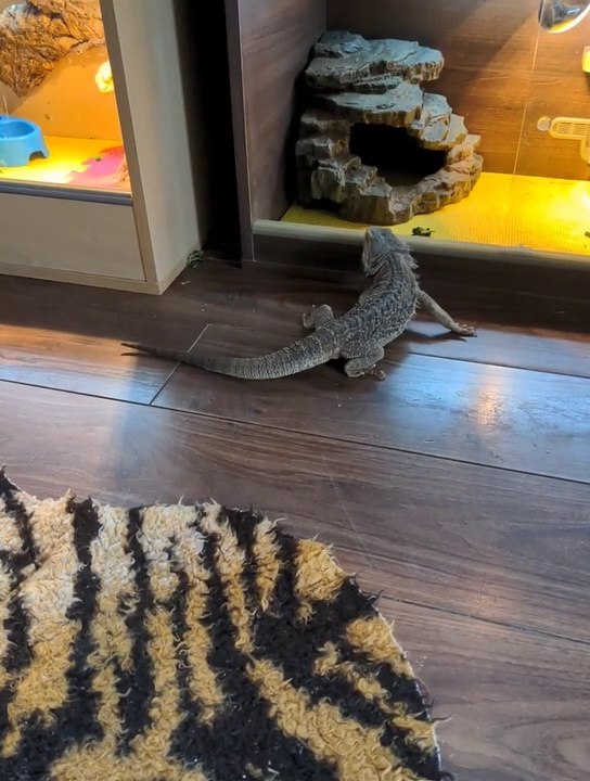 Beardies misbehaving! 
