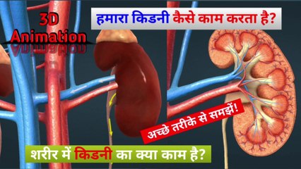 किडनी कैसे काम करता है | How does kidney work | Kidney | @THE SCIENCE NEWS - हिन्दी