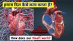 हमारा दिल कैसे काम करता है | How does our heart work | Heart | दिल @The SCIENCE news - हिन्दी