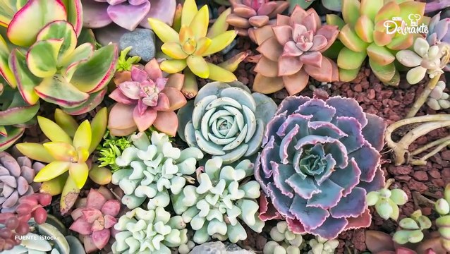 ¿Qué significan los colores de tus suculentas? | Cocina Delirante