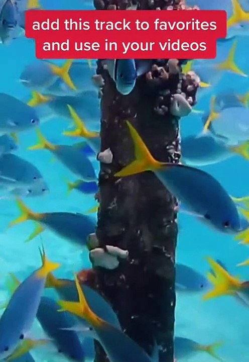 Scuba Diving Part 1