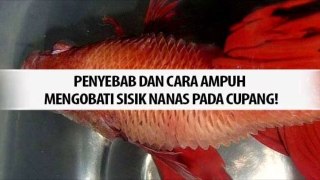 Tonton Sampai Habis!,Begini Cara mengobati sisik nanas pada ikan cupang