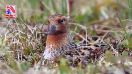 Tholluyir Thedal -  Vasantham TV (28-08-2021)