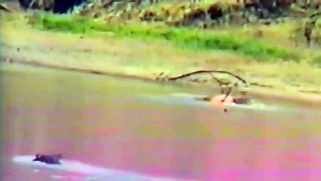 Hippo Attacks Crocodile To Save Antelope & Crocodile Kills Baby Hippo