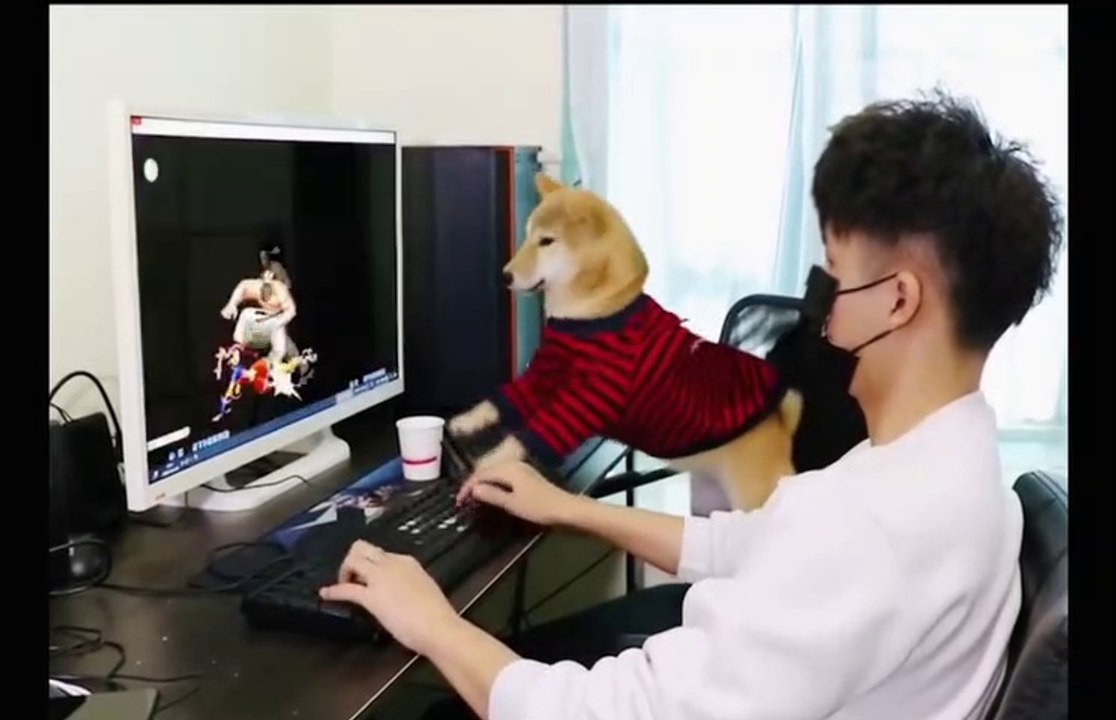 Funny Dog