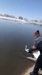 Grebe released to the waters and enjoying freedom